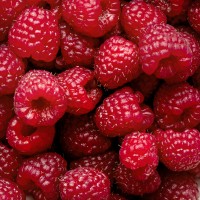 Thickshake Premix Raspberry - 400G